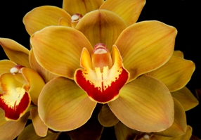 Cymbidium Hazel Fay Amber AM 84pts